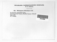 Melampsora medusae image